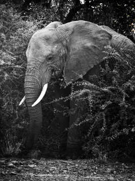 African Elephant