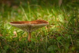 Champignon du Jura