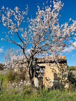 Printemps en provence