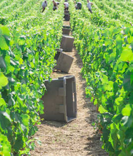 vendanges 2015