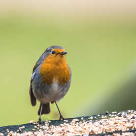 Mon pouillot siffleur.
