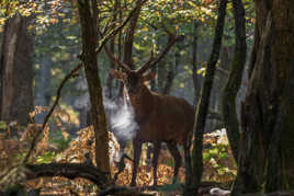 Cerf à vapeur
