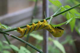 Tout de jaune vêtue...