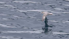 au ras des vagues