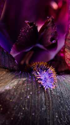 Microcosmos(2)