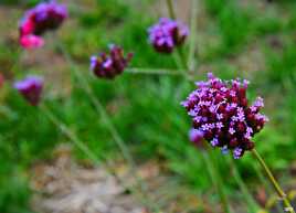 Dernières fleurs