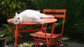 un verre de lait s.v.p