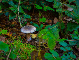 champignons des bois.5