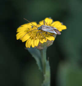 Capside de la luzerne