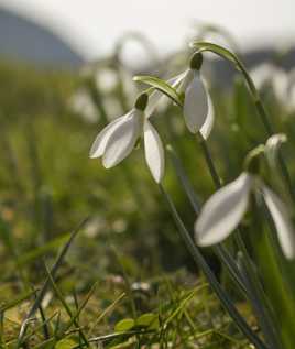 perce neige