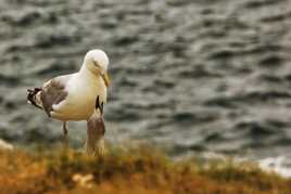 Maman ( ou papa) goéland et le petit qui a faim