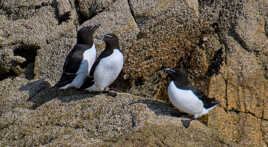 Pingouins Torda