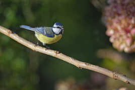 La petite bleue...