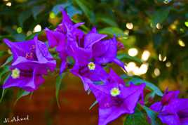 fleur bougainvillier