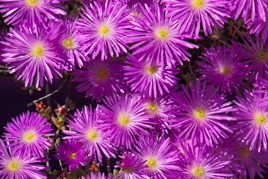 Feu d'artifice...floral