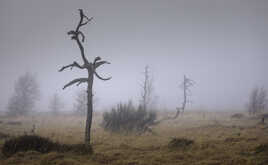 La forêt qui disparait