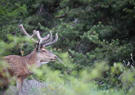 Le voilà pris en plein repas.