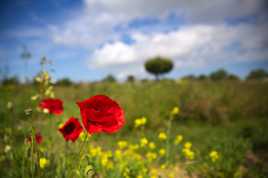 Gentil coquelicot