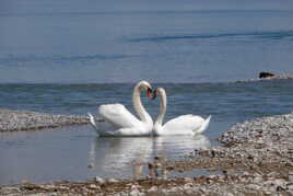Confidences