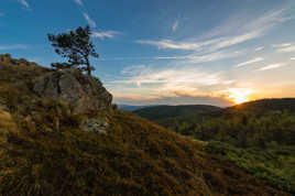 Le petit Pin dominant