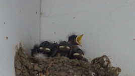 Je crois qu'il y a une femelle dans cette niché