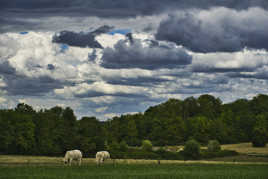 Repas avant le déluge