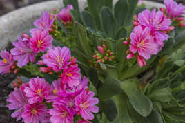 Kalanchoé Blossfeldina