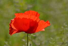 En rouge et vert