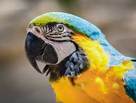 Un copain pour celui d'hier ...