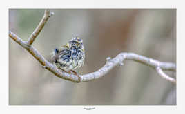 Roitelet triple bandeau