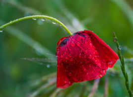 Coquelicot après la pluie