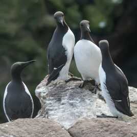 Carré de Guillemots