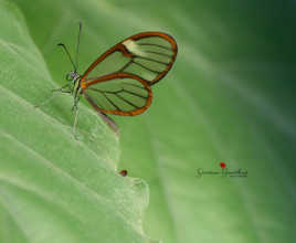 Papillon transparent