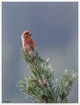 Bec-croisé-des-sapins mâle