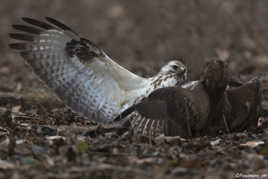 Dispute Hiérarchique.