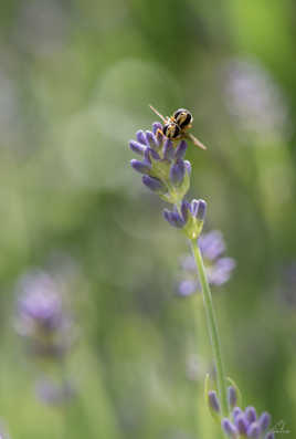 Amours d'été