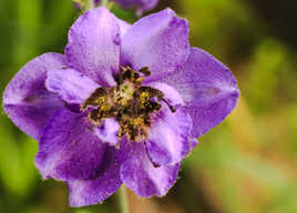 Purple flower