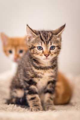 Deux petites terreurs