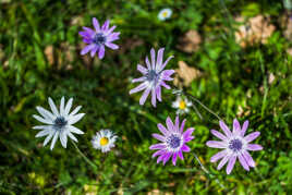 La Nature est superbe.