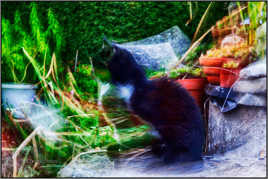 Trasnparence feline.