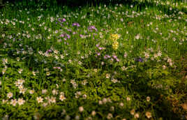 Fleurs en sous bois