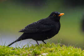 Merle sous la pluie