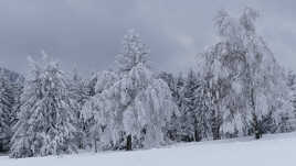 Les géants de la forêt sous la neige