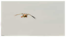 Atterrissage de femelle Canard colvert