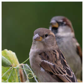 Une femelle de moineau domestique en compagnie d'un mâle