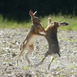 dance avec les lièvres