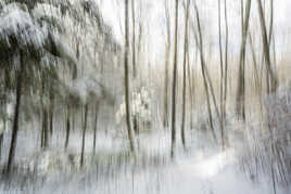 Première neige dans la forêt