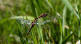 Ravitaillement en vol