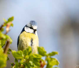 Mésange Bleue