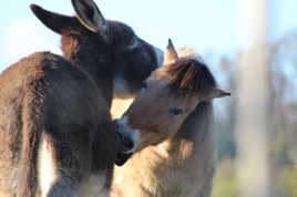 Tendresse animale